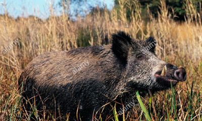Зэгсний зэрлэг гахай (Sus scrofa nigripes Blanford, 1875)